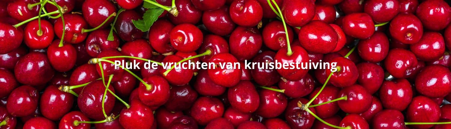 Tekstschrijver Uden - Zeeland - Oss - website Andries